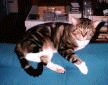 My cat Chirp